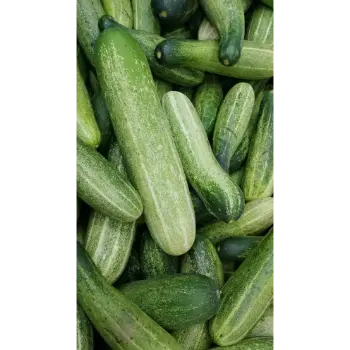 Cucumber (2)-4612971-42463.webp